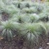 Carex commans Frosted Curls