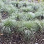 Carex commans Frosted Curls