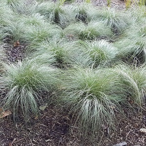 Carex commans Frosted Curls