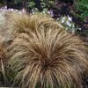 Carex comans Bronze