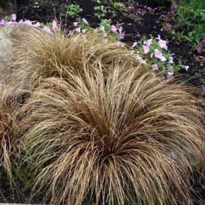 Carex comans Bronze