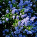 Ceanothus Blue Carpet