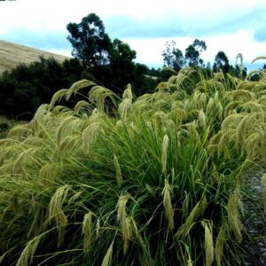 Chionochloa flavicans