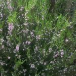 Coleonema pulchrum Winter Charm