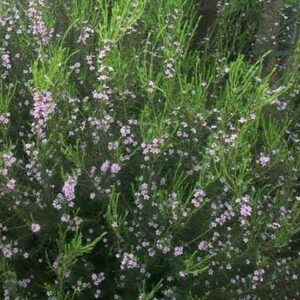 Coleonema pulchrum Winter Charm