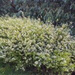 Coleonema pulcrum Sunset Gold