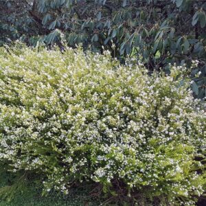 Coleonema pulcrum Sunset Gold