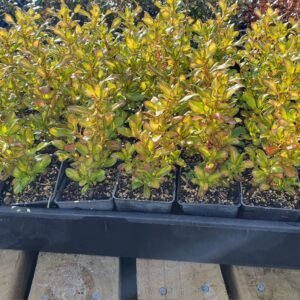 Coprosma Lemon and Lime