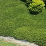 Coprosma acerosa Hawera