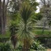 Cordyline australis