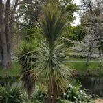 Cordyline australis