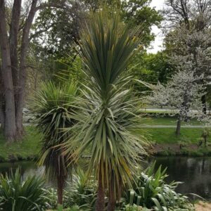 Cordyline australis