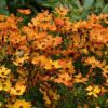 Coreopsis Mango Punch