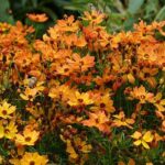 Coreopsis Mango Punch