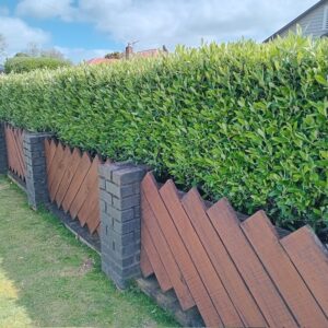 Corokia Geentys Giant