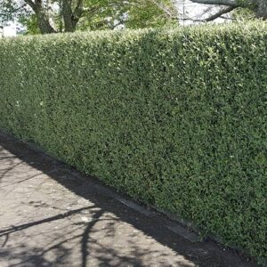 Corokia Geentys Green