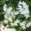 Deutzia Nikko