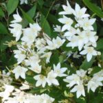 Deutzia Nikko
