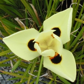 Dietes Bicolor