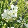 Gaura lindheimeri So White