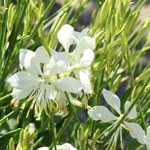 Gaura lindheimeri So White