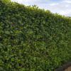 Griselinia Broadway Mint