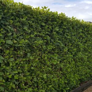 Griselinia Broadway Mint