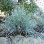 Helictotrichon sempervirens