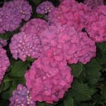 Hydrangea macrophylla Piamina