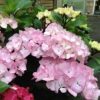 Hydrangea Saxon Pink Maiden