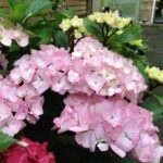 Hydrangea Saxon Pink Maiden