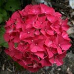 Hydrangea macrophylla Alpenglühen