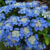 Hydrangea macrophylla Blaumeise