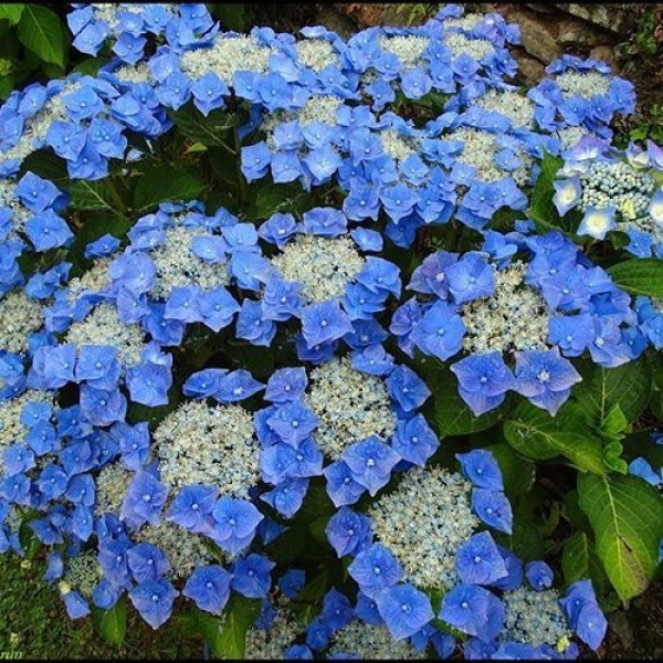 Hydrangea macrophylla Blaumeise – Payless Plants