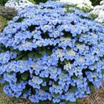 Hydrangea macrophylla Blue Wave