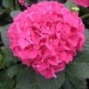 Hydrangea macrophylla Colonel Durham