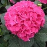 Hydrangea macrophylla Colonel Durham