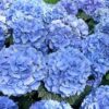 Hydrangea macrophylla Flower Master Blue