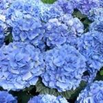 Hydrangea macrophylla Flower Master Blue