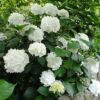 Hydrangea macrophylla Immaculata