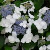 Hydrangea macrophylla Libelle