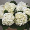 Hydrangea macrophylla Magical Pearl