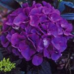 Hydrangea macrophylla Masja