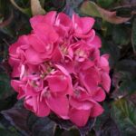 Hydrangea macrophylla Merville Sanguine