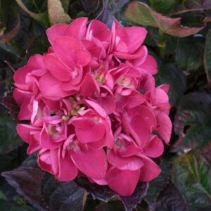 Hydrangea macrophylla Merville Sanguine
