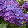 Hydrangea macrophylla Montgomery
