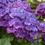 Hydrangea macrophylla Montgomery