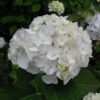 Hydrangea macrophylla Princess Juliana