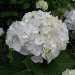 Hydrangea macrophylla Princess Juliana