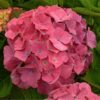 Hydrangea macrophylla Rosita